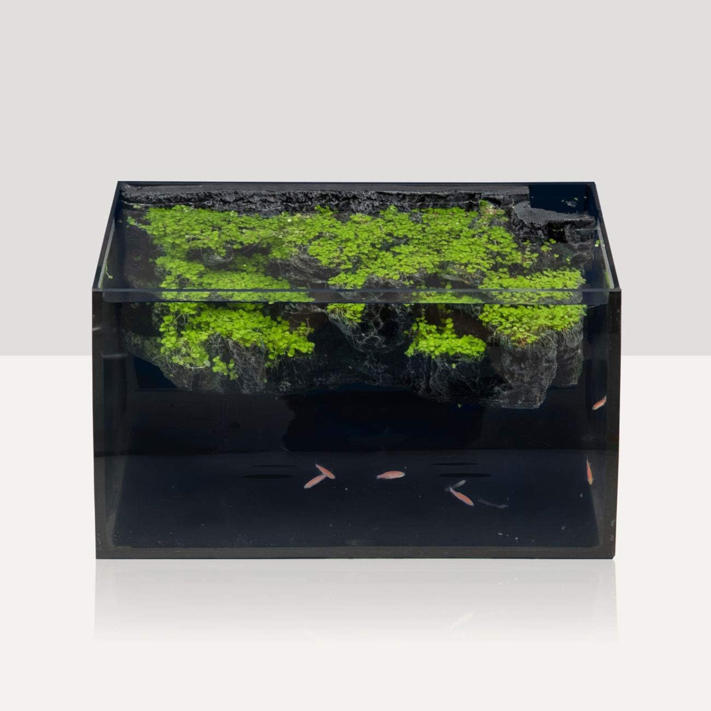 Hygger Betta Fish Tank